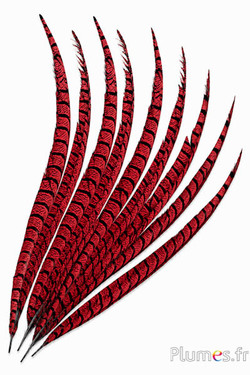 Fagiano Lady Armherst - 75-85 cm - rosso